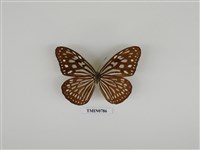 藏品(旖斑蝶)的圖片